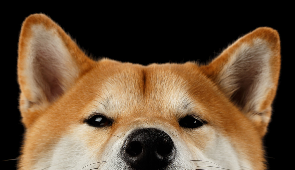 Salon i hotel za pse POMPON